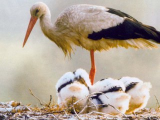 Как сделать гнездо для аиста, рассказали гдовские специалисты