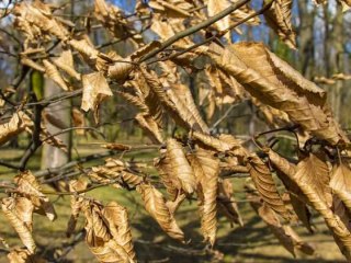 Плодовые деревья не сбрасывают листья осенью - причина и решение